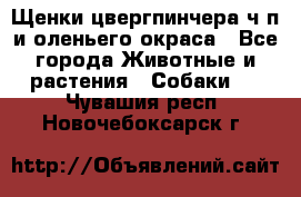 Щенки цвергпинчера ч/п и оленьего окраса - Все города Животные и растения » Собаки   . Чувашия респ.,Новочебоксарск г.